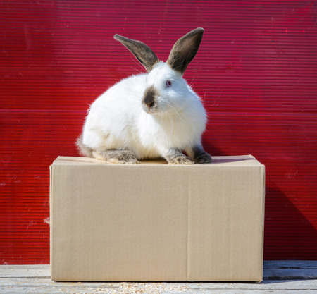 Californian white rabbit sitting on a wooden table. A red background.の写真素材