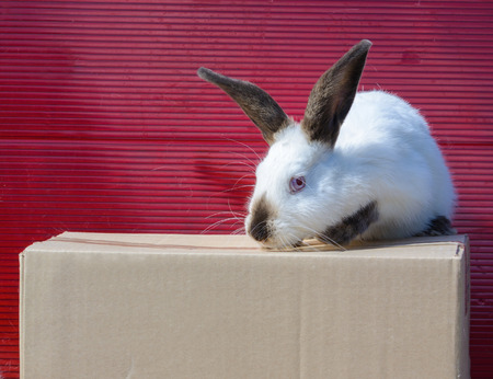Californian white rabbit sitting on a cardboard box. A red background.の写真素材