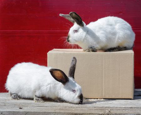 Two Californian white rabbit sitting on a wooden table. A red background.の写真素材