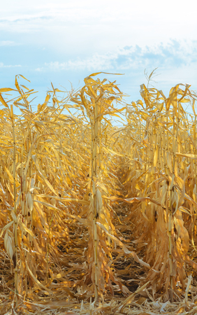 Feed Corn drying in the fieldの写真素材
