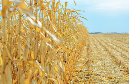 Feed Corn drying in the fieldの写真素材