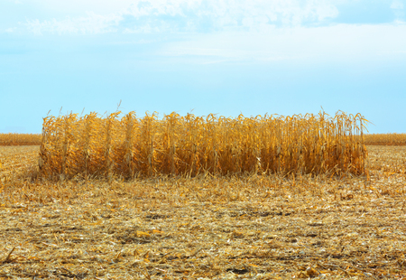 Ripe corn in the field is dry and ready for harvest. Blue sky backgroundの写真素材