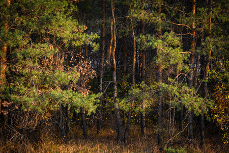 Sunset in the woods with trees of pineの写真素材