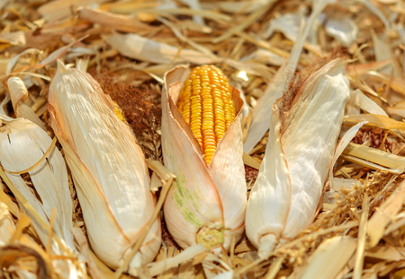 Ears of dried corn on harvested field.の写真素材