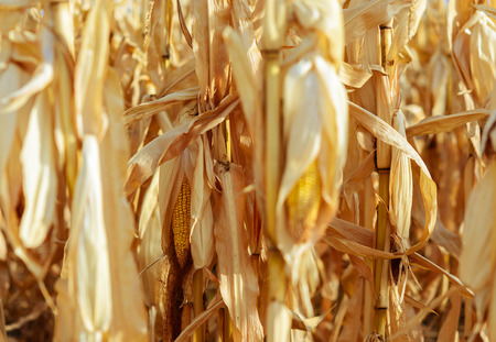 Ripe corn in the field is dry and ready for harvestの写真素材