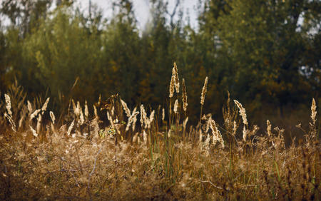 golden ears of grass backlit. forest background.の写真素材