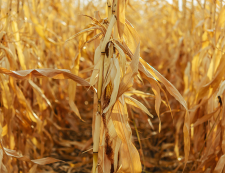 Ripe corn in the field is dry and ready for harvestの写真素材