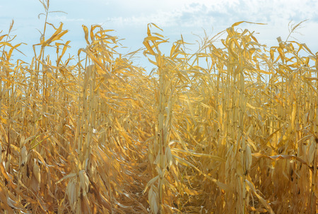 Feed Corn drying in the fieldの写真素材