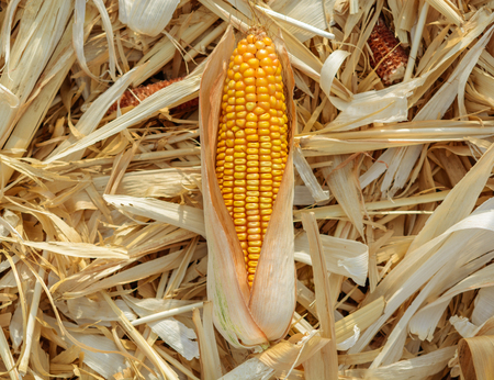 Ears of dried corn on harvested field.の写真素材