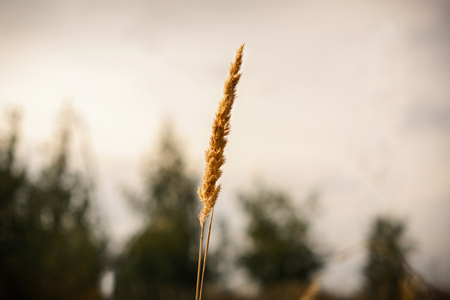 golden ear of grass backlit. forest background.の写真素材