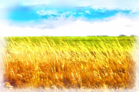 Watercolor drawing dry ears on a background of green grass and blue sky.の写真素材