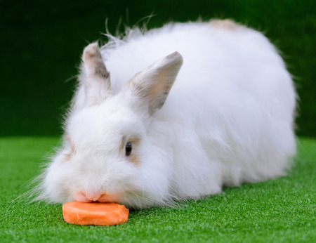 Decorative white angora rabbit closeup. On lawn eat carrot. Fluffy and cute bunny.の写真素材