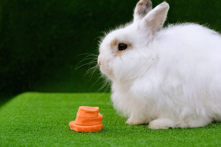 Decorative white angora rabbit closeup. On lawn with a carrot. Fluffy and cute bunny.の写真素材