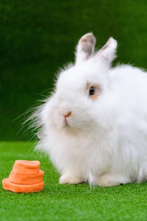 Decorative white angora rabbit closeup. On lawn with a carrot. Fluffy and cute bunny.の写真素材