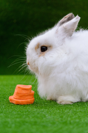 Decorative white angora rabbit closeup. On lawn with a carrot. Fluffy and cute bunny.の写真素材