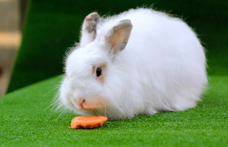 Decorative white angora rabbit closeup. On lawn with a carrot. Fluffy and cute bunny.の写真素材