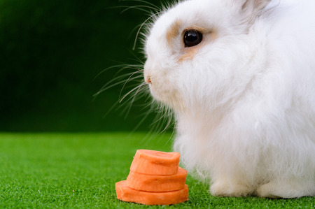 Decorative white angora rabbit closeup. On lawn with a carrot. Fluffy and cute bunny.の写真素材