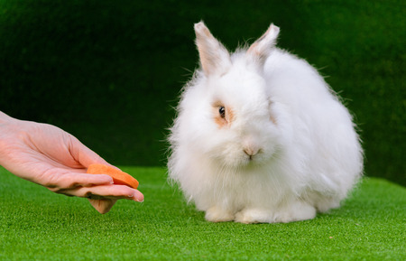 Decorative white angora rabbit closeup. On lawn with a carrot.  Female hand feeds bunny. Fluffy and cute.の写真素材