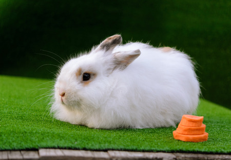 Decorative white angora rabbit closeup. On lawn with a carrot. Fluffy and cute bunny.の写真素材