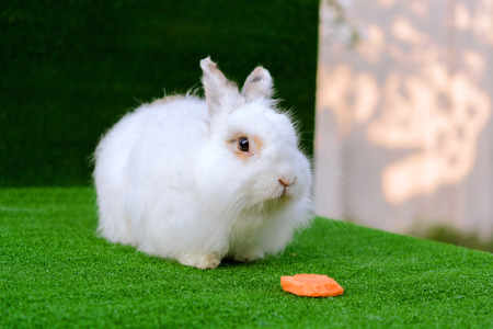 Decorative white angora rabbit closeup. On lawn with a carrot. Fluffy and cute bunny.の写真素材
