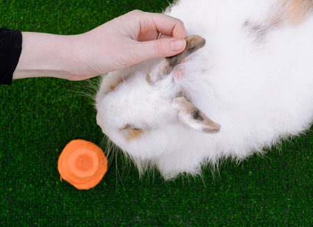 Decorative white angora rabbit. Woman hand stroking bunny.  On lawn with a carrot. Easter design concept.の写真素材