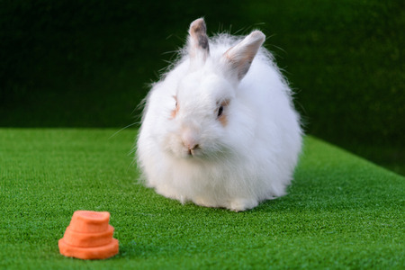 Decorative white angora rabbit closeup. On lawn with a carrot. Fluffy and cute bunny.の写真素材