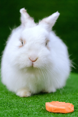 Decorative white angora rabbit closeup. On lawn with a carrot. Fluffy and cute bunny.の写真素材