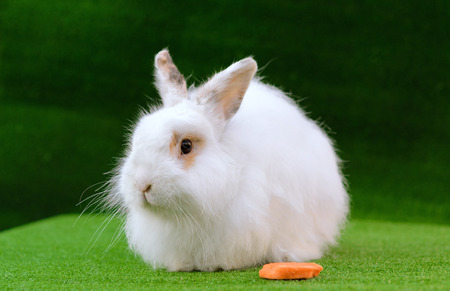 Decorative white angora rabbit closeup. On lawn with a carrot. Fluffy and cute bunny.の写真素材