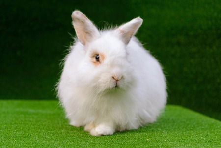 Decorative white angora rabbit closeup. On lawn with a carrot.の写真素材