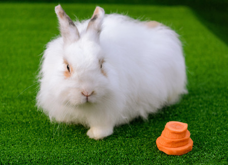 Decorative white angora rabbit closeup. On lawn with a carrot. Fluffy and cute bunny.の写真素材