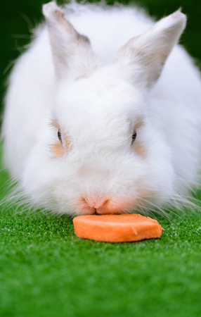 Decorative white angora rabbit closeup. On lawn eat carrot. Fluffy and cute bunny.の写真素材