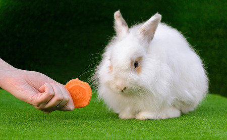 Decorative white angora rabbit closeup. On lawn with a carrot.  Female hand feeds bunny. Fluffy and cute.の写真素材