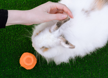 Decorative white angora rabbit. Woman hand stroking bunny.  On lawn with a carrot. Easter design concept.の写真素材