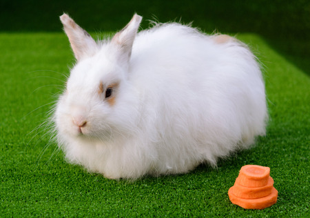 Decorative white angora rabbit closeup. On lawn with a carrot. Fluffy and cute bunny.の写真素材