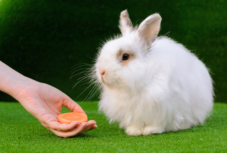 Decorative white angora rabbit closeup. On lawn with a carrot.  Female hand feeds bunny. Fluffy and cute.の写真素材