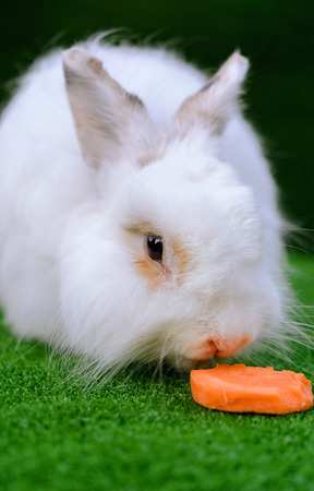 Decorative white angora rabbit closeup. On lawn with a carrot.の写真素材