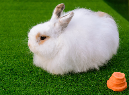 Decorative white angora rabbit closeup. On lawn with a carrot. Fluffy and cute bunny.の写真素材
