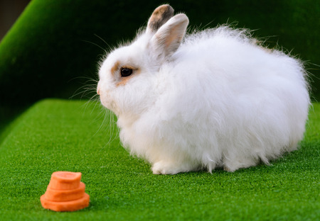 Decorative white angora rabbit closeup. On lawn with a carrot. Fluffy and cute bunny.の写真素材