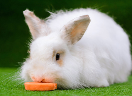 Decorative white angora rabbit closeup. On lawn eat carrot. Fluffy and cute bunny.の写真素材