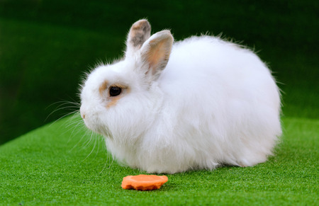 Decorative white angora rabbit closeup. On lawn with a carrot. Fluffy and cute bunny.の写真素材