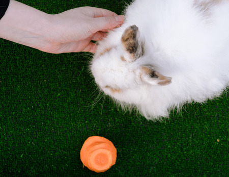 Decorative white angora rabbit. Woman hand stroking bunny.  On lawn with a carrot. Easter design concept.の写真素材