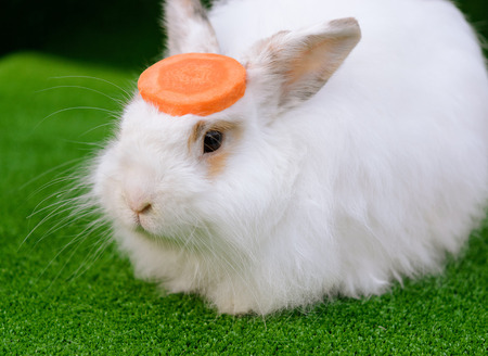 Decorative white angora rabbit closeup. On lawn with a carrot. Fluffy and cute bunny.の写真素材