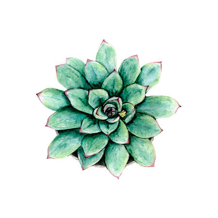 Succulent watercolor on white background botanical Hand drawn watercolor paintingの写真素材