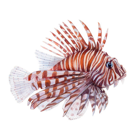 Watercolor drawing of lionfish on white background. Realistically painted underwater picture for illustration, stickers, logo, posterの写真素材