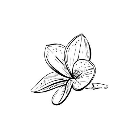 Vector illustration of beautiful plumeria frangipani flower. Black outline of petals, graphic realistic drawing in curves by hand. For textile printing, cards, banners, logo, stamp, poster, invitationのイラスト素材