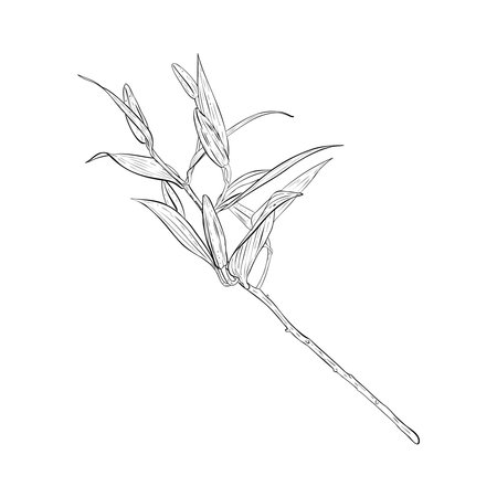 Vector illustration of lily flower branch with buds. It is ready to open. Black outline of petals, graphic drawing. For postcards, design, decoration, prints, posters, stickers, souvenirs, tattoos, stampsのイラスト素材