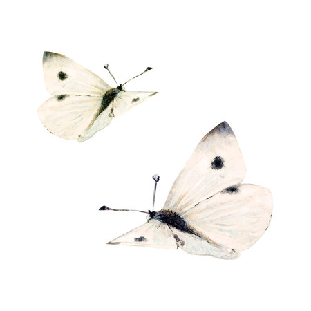 Two white flying butterfly with bleck dots hand drawn on white background. Watercolor illustration for icon or logo, designs and greetingsの写真素材