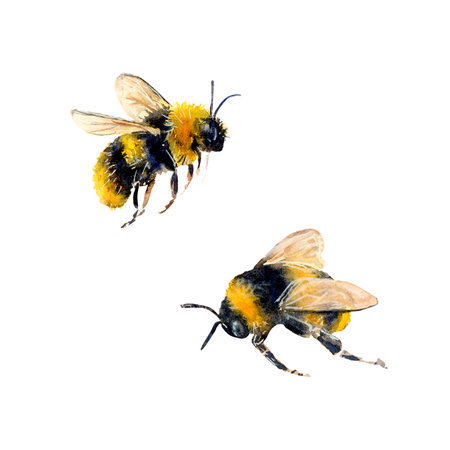 Watercolor illustration of bees hand-drawn on white background. Realistic animal picture for icon or logo, designs and greetingsの写真素材