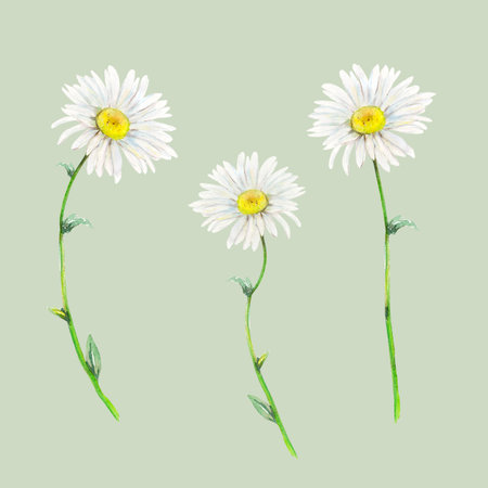 Set of camomile stems hand-drawn. Watercolor floral illustration of delicate flowers isolated on light-green background. Meadow wildflower scillfully painted for textile printing, logo, postcards, designs and invitationsの写真素材