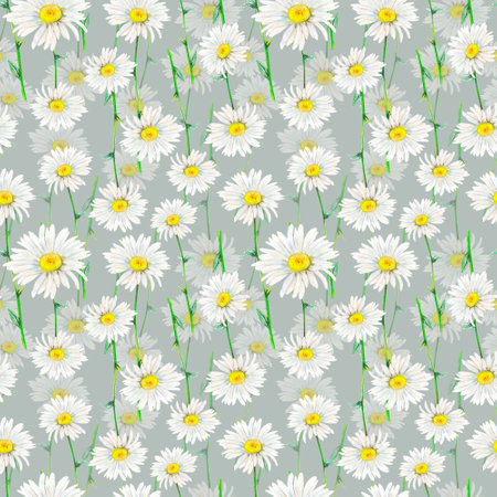 Field camomile stems hand-drawn rapport. Watercolor botany illustration of delicate flower heads fully open on grey background. Meadow wildflower scillfully painted for textile printing, wrapping, postcards, designs and invitationsの写真素材